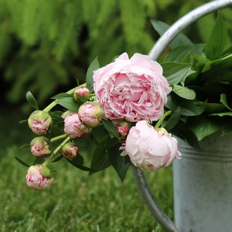 🌺Nuostabios mišrios bijūnų sėklos-LT