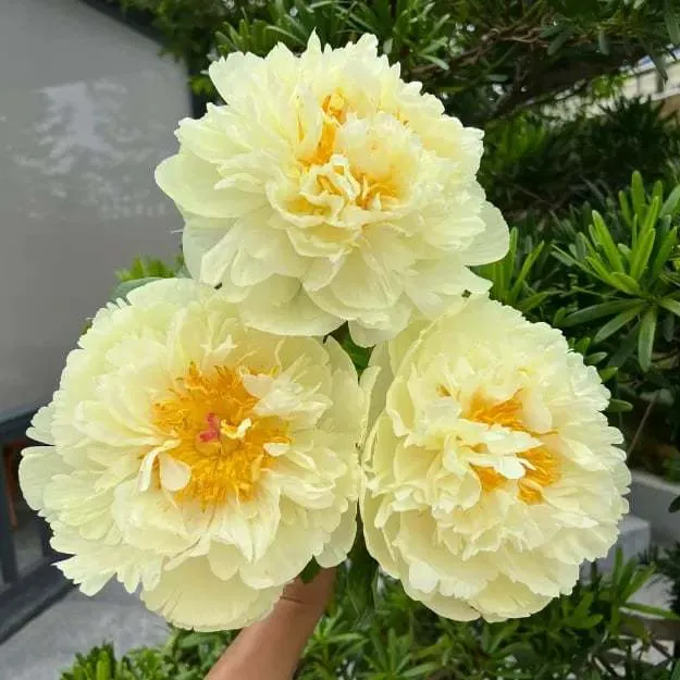 🌺Nuostabios mišrios bijūnų sėklos-LT
