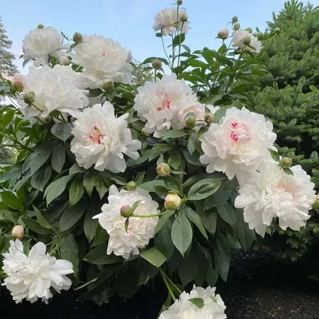 🌺Nuostabios mišrios bijūnų sėklos-LT
